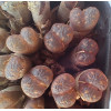 C.pell.pardi - Seed